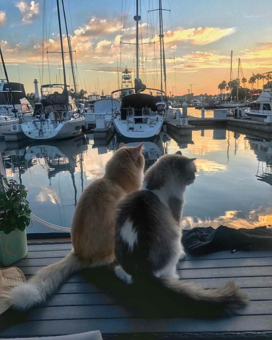 Коты в лодке