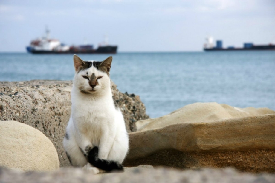 Кот на берегу моря