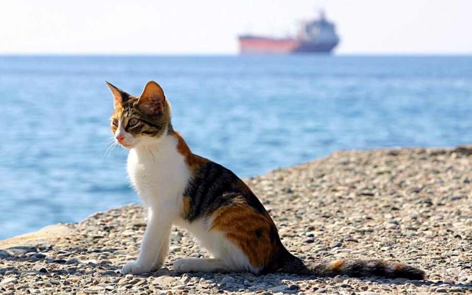 Кот на море