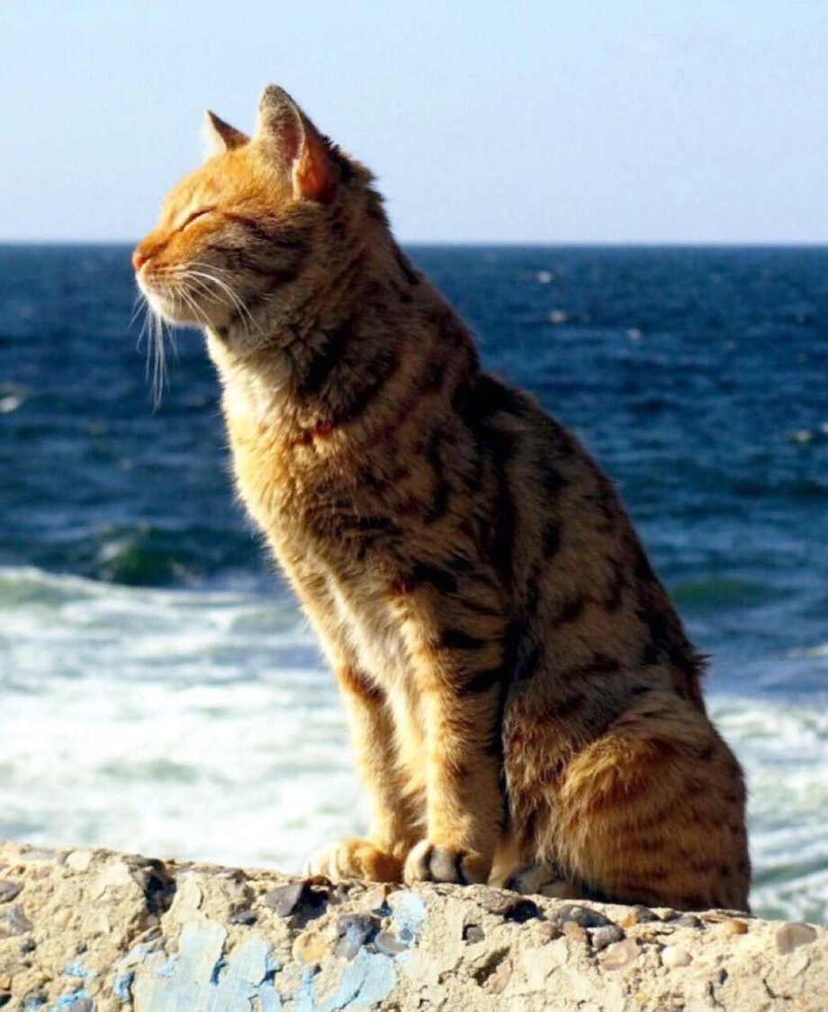 Котенок на море