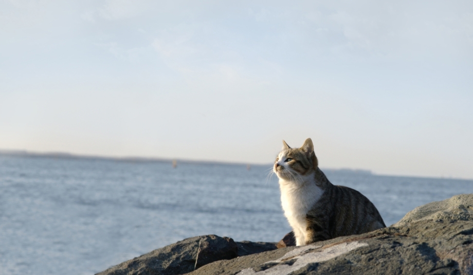 Кот на фоне моря