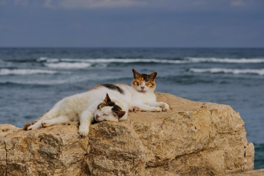 Котенок на море