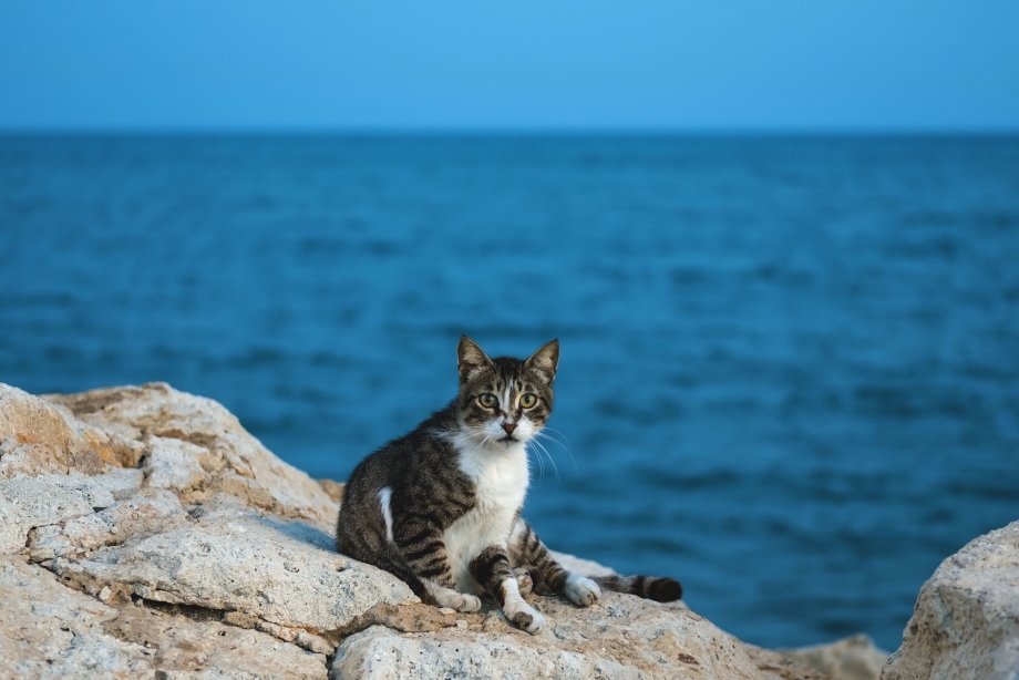 Кот из Кипра