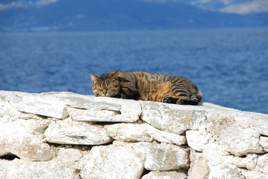 Кот лежит