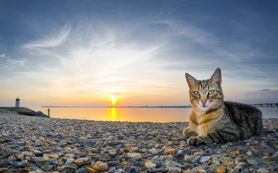 Коты на пляже