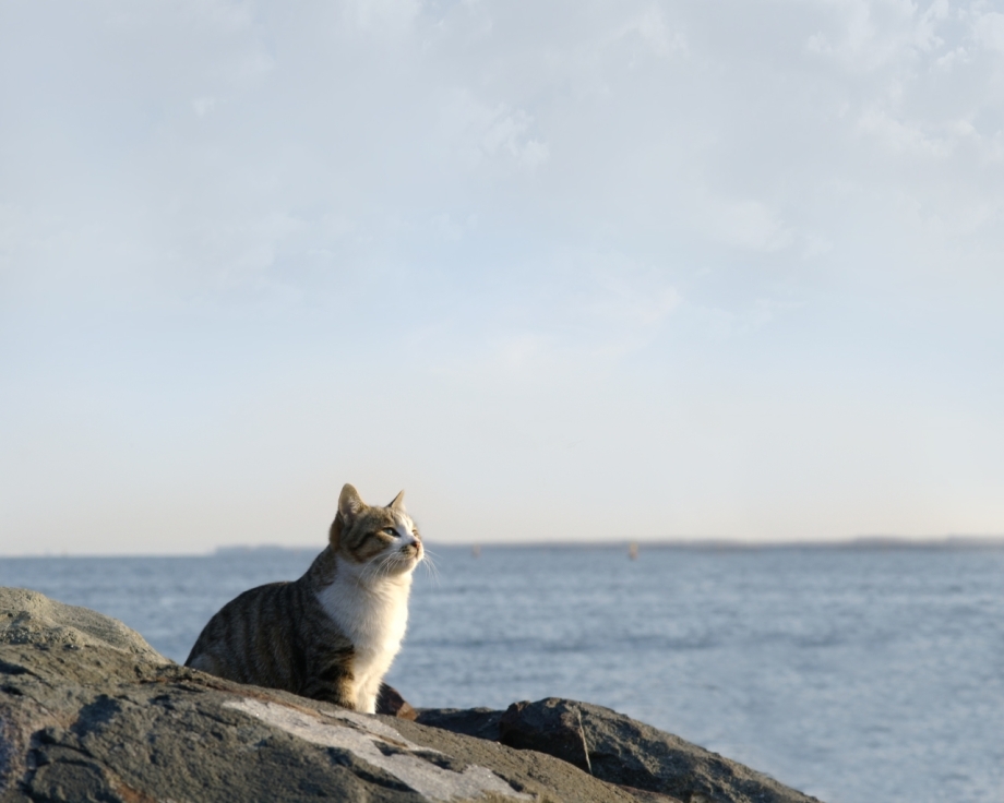 Котик на море