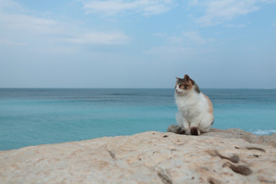 Море пляж кошки
