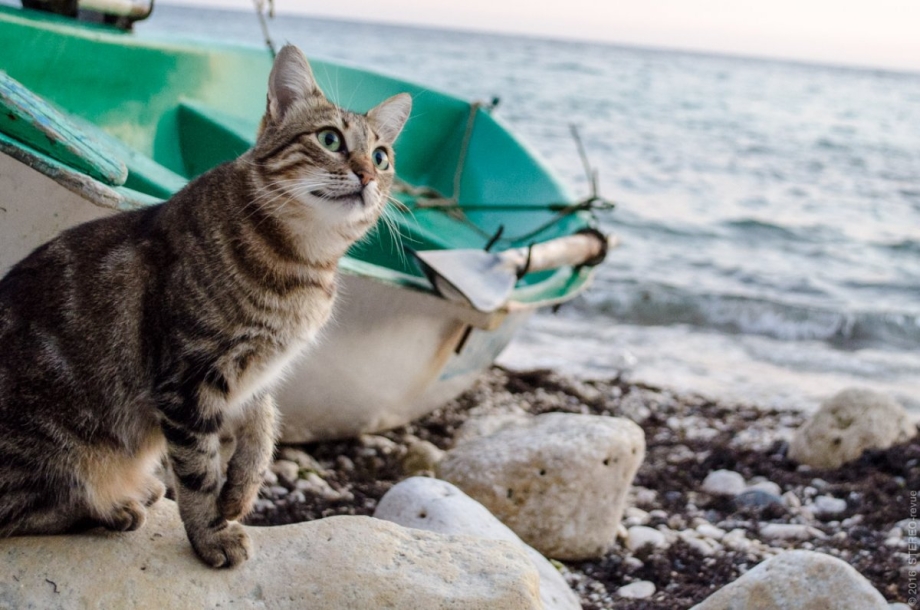 Морская кошка