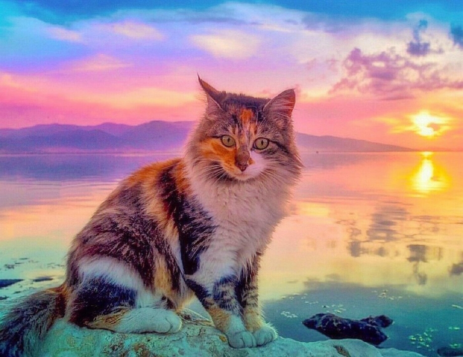 Кот на рассвете