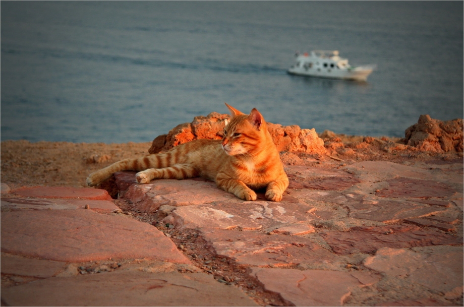 Кошка на берегу моря