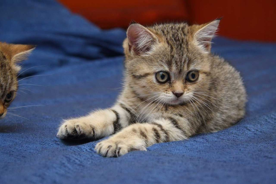 Британец котенок Браун табби