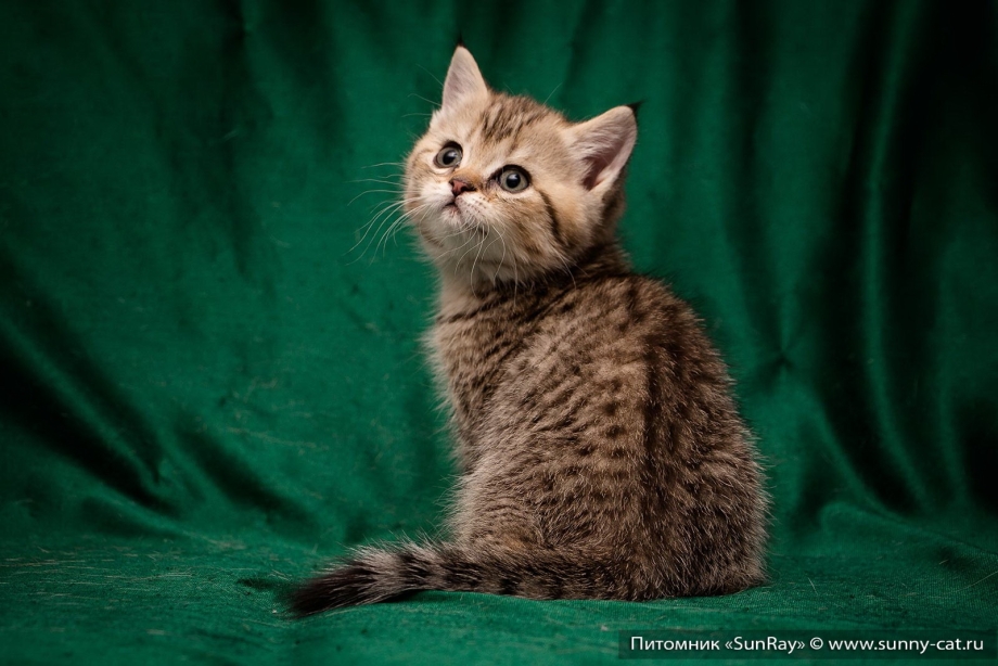Британская кошка котята тигровый окрас