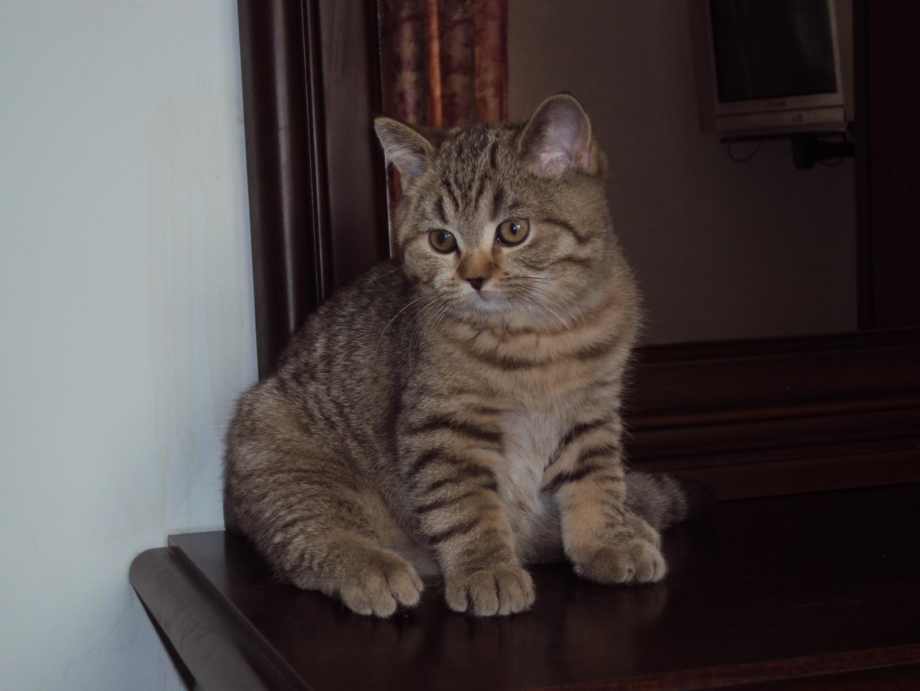 Вискас тигр