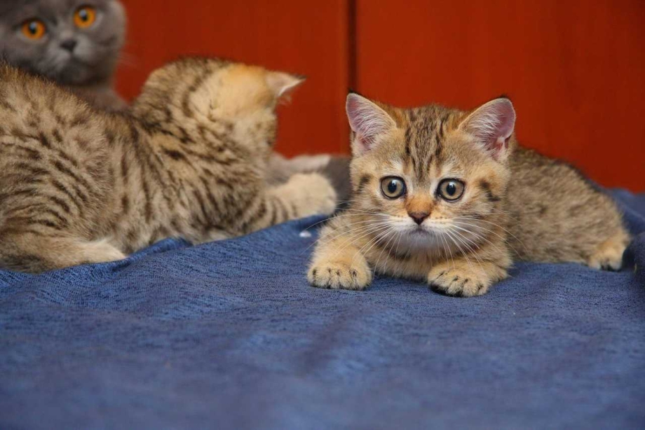 Шотландские котята Браун табби