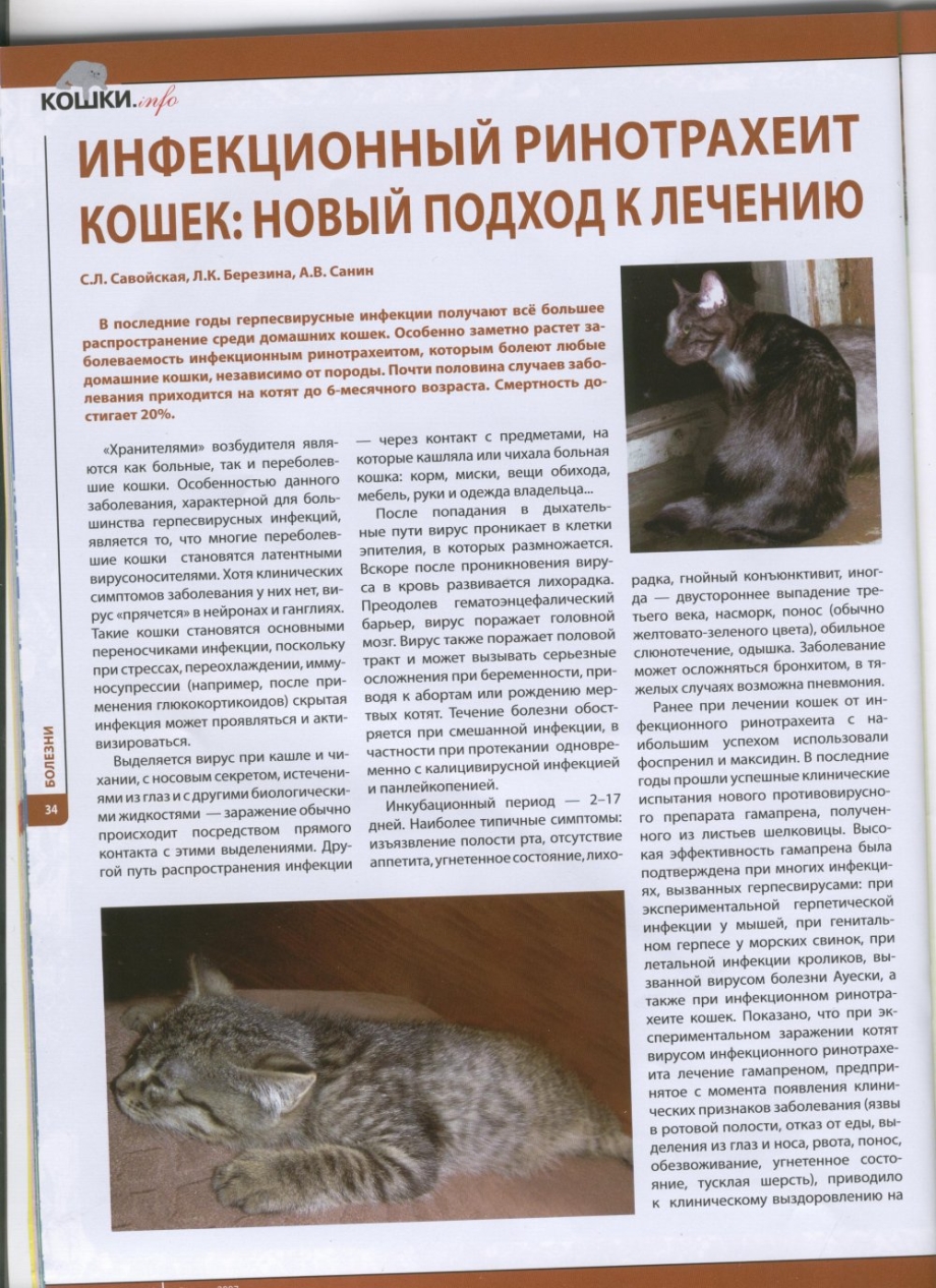 Парвовирусная инфекция у котят симптомы