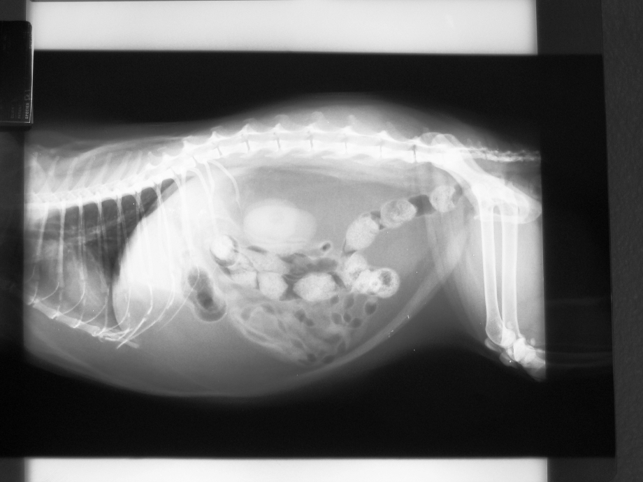 Инфекционный перитонит кошек (Feline Infectious peritonitis