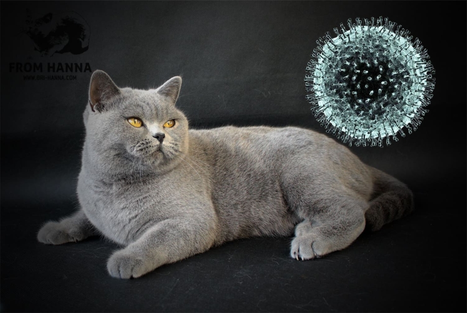 Британский короткошерстный кот