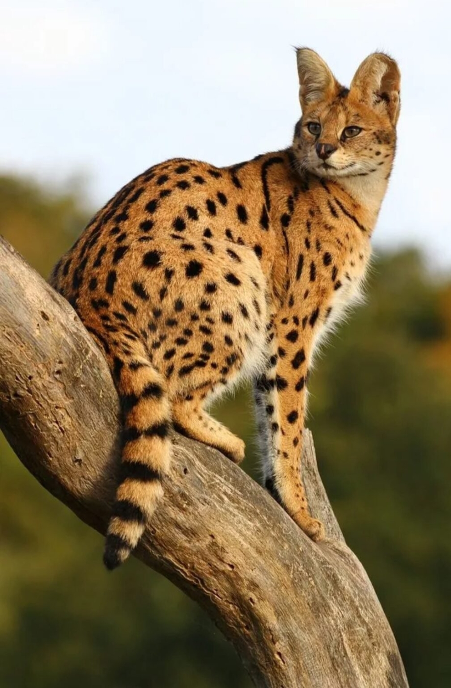 Кошка Саванна и сервал