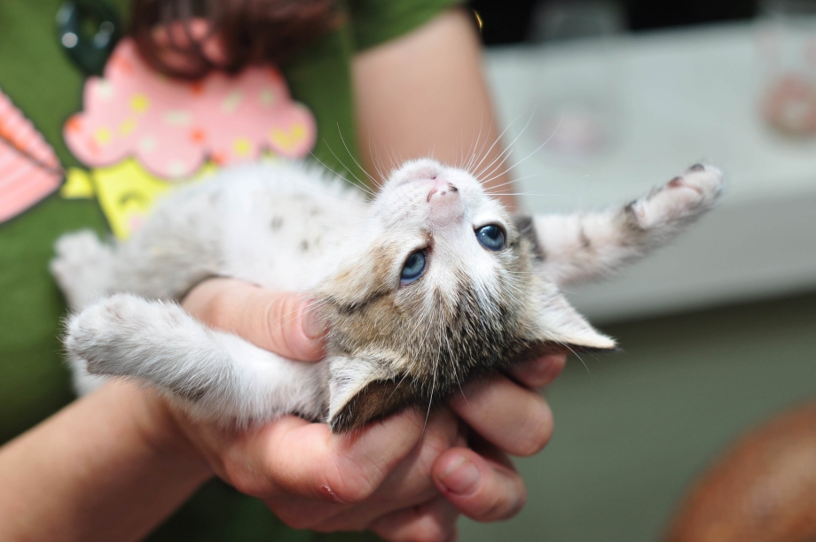 Котенка домой