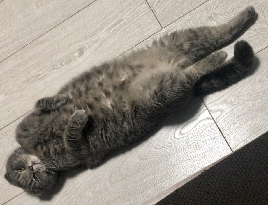 Котенок мальчик