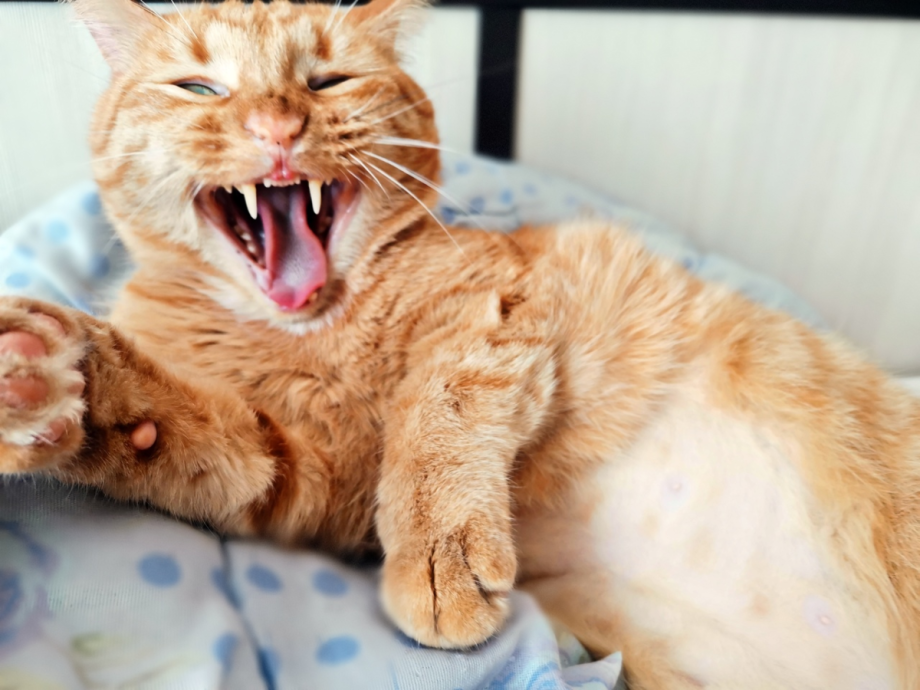 Глажу животик кота