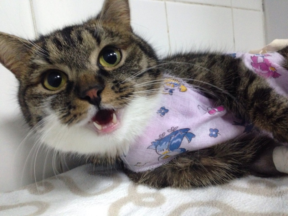 Кошка с новорожденными котятами