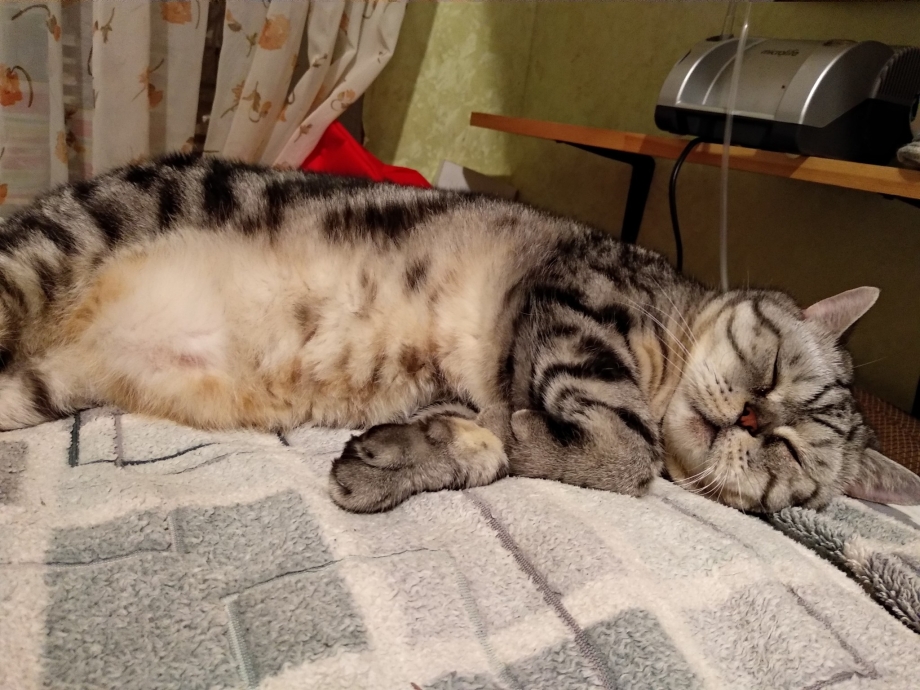 Эвтаназия (усыпление) кошек.