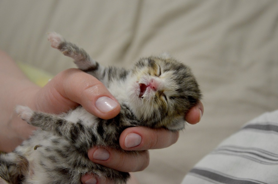 Крошечный котенок