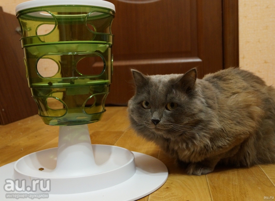 Кот в кормушке для кота