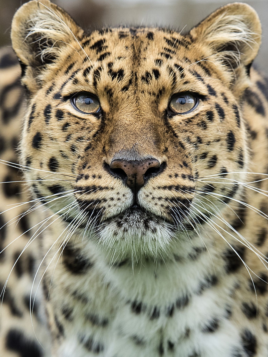 Prionailurus bengalensis