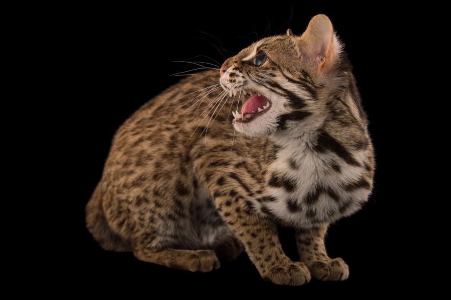 Леопардовый кот (Prionailurus bengalensis)