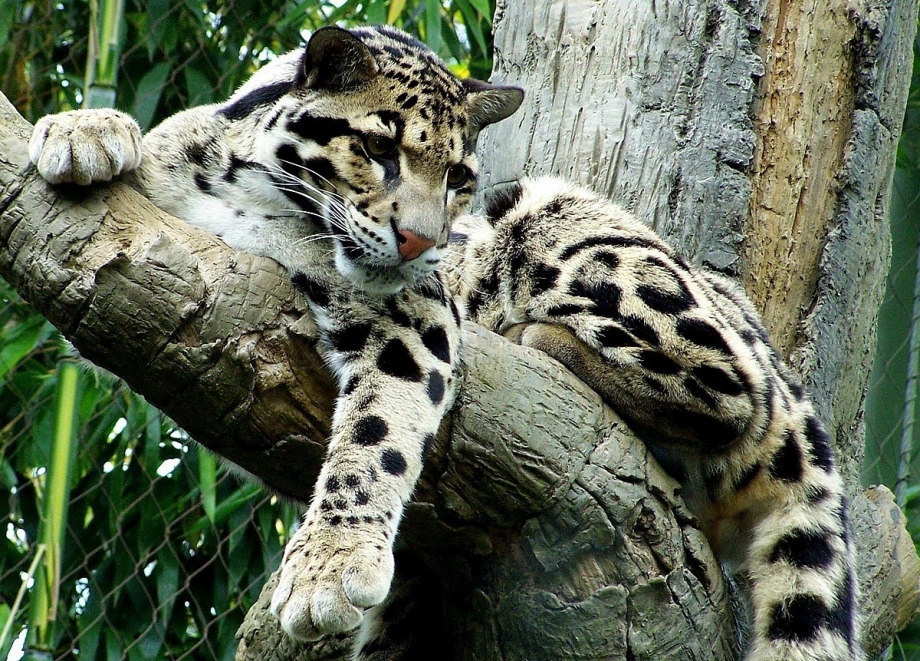 Пятнистая кошка порода леопард