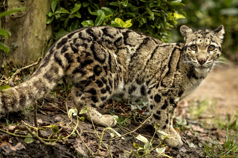 Бенгальская кошка (Prionailurus bengalensis)