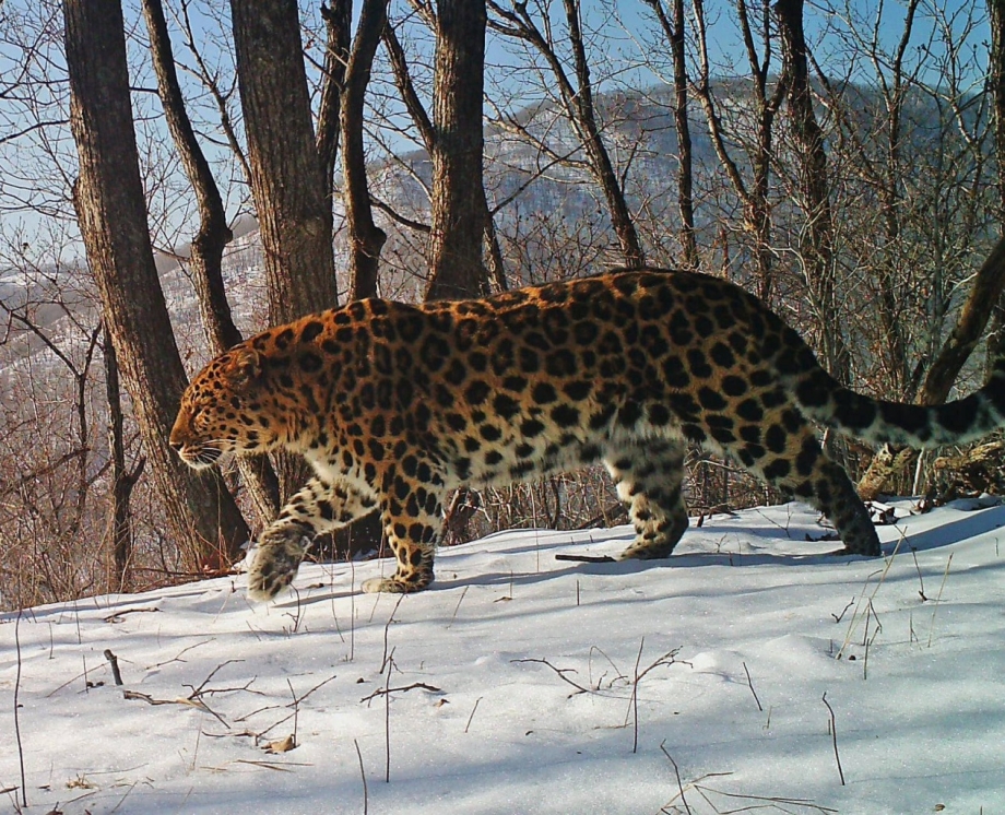 Pardofelis Marmorata