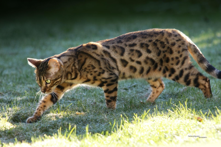 Дальневосточный леопард (Panthera pardus orientalis)