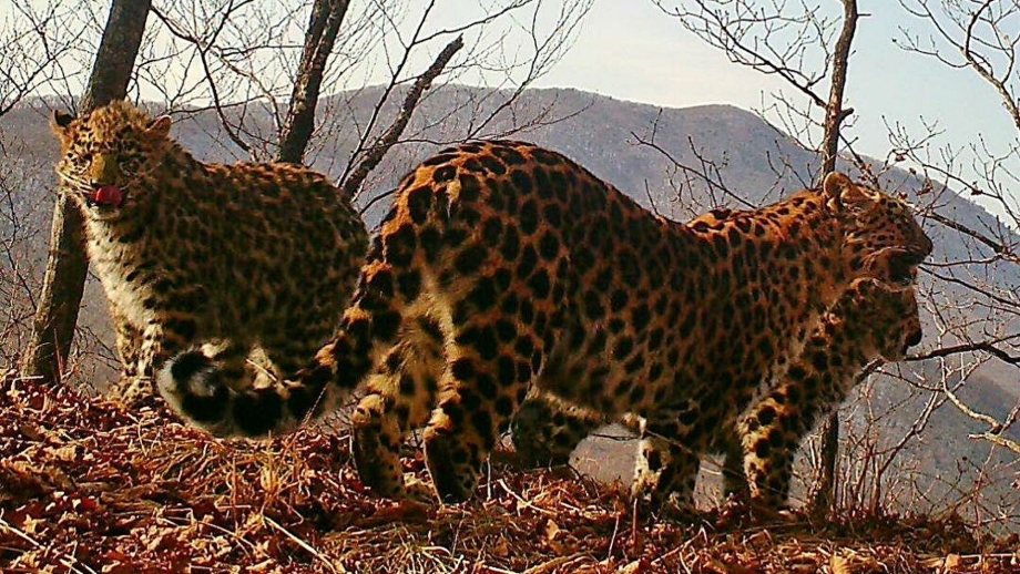 Prionailurus bengalensis