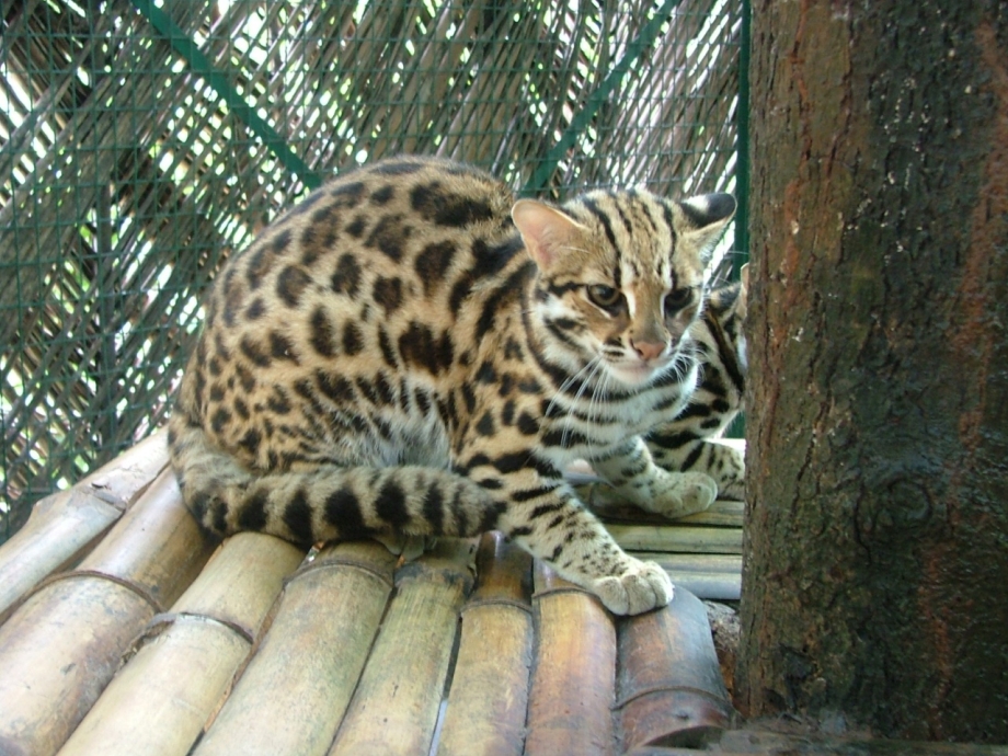 Дикая Бенгальская леопардовая кошка