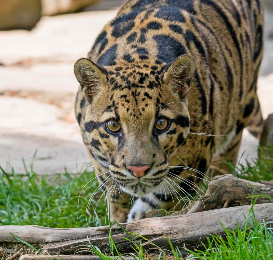 Леопард Дальневосточный Амурский