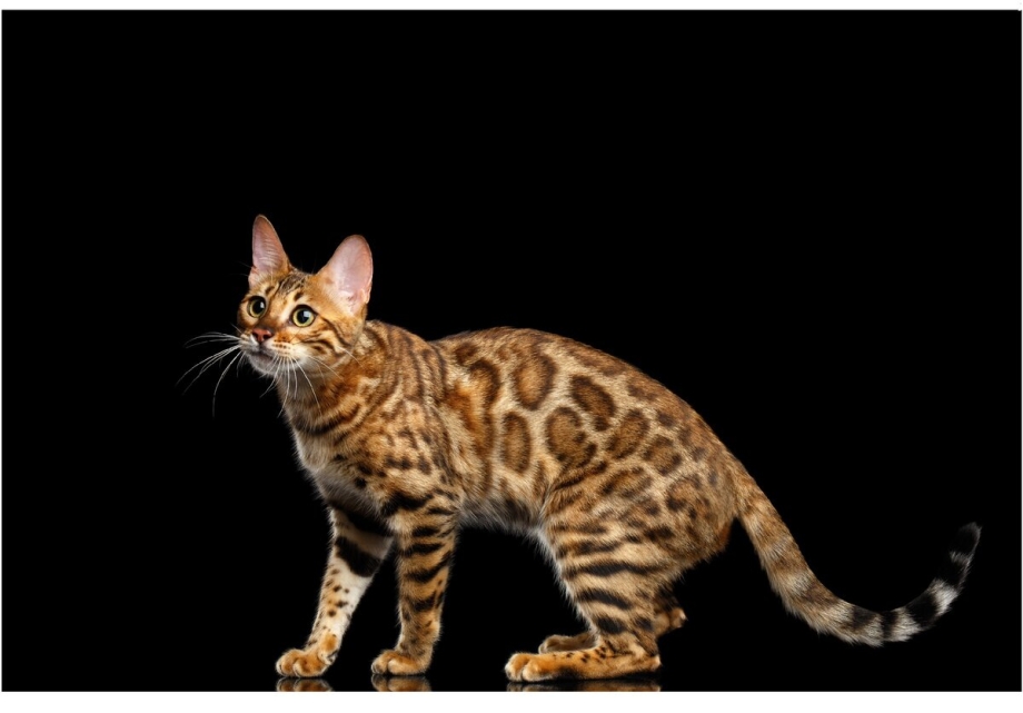 Бенгальская кошка живот