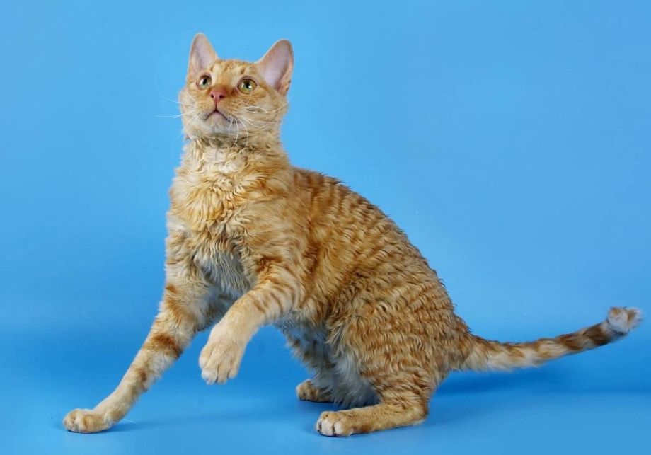 Уральский рекс кошка