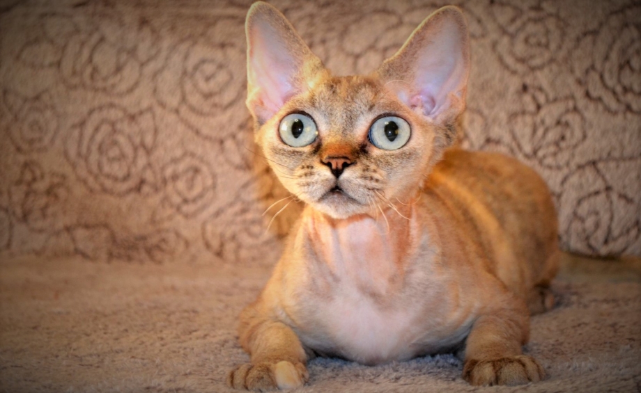 Кот Питерский сфинкс