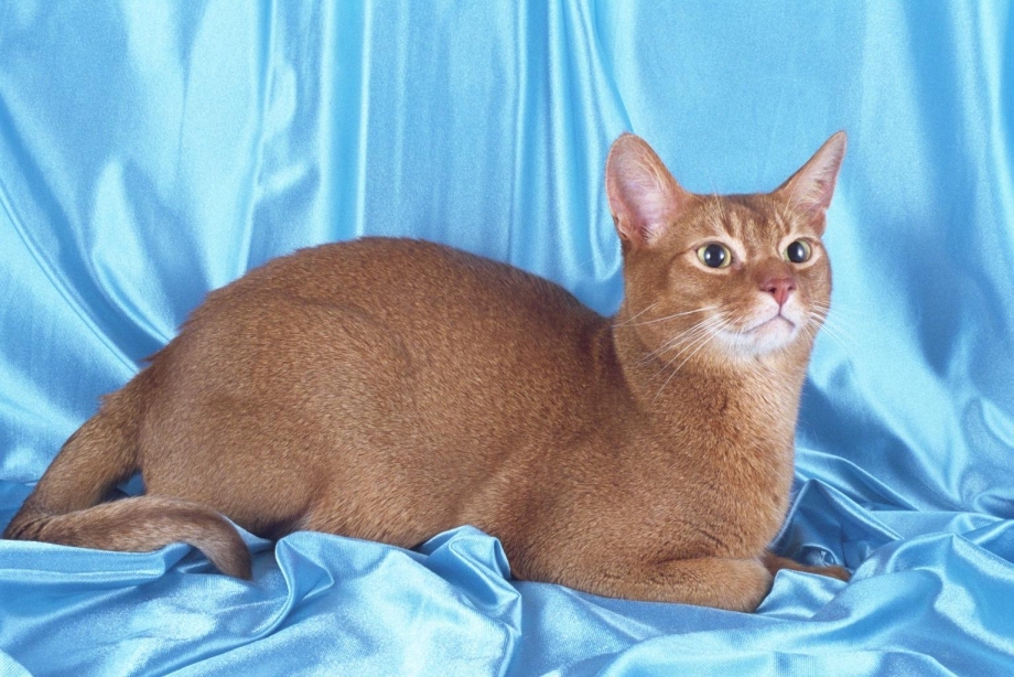 Русская голубая кошка с короткой шерстью