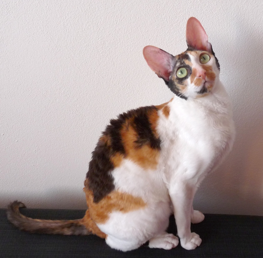 Короткоухий рекс