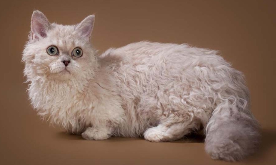 Кудрявый сфинкс Корниш рекс