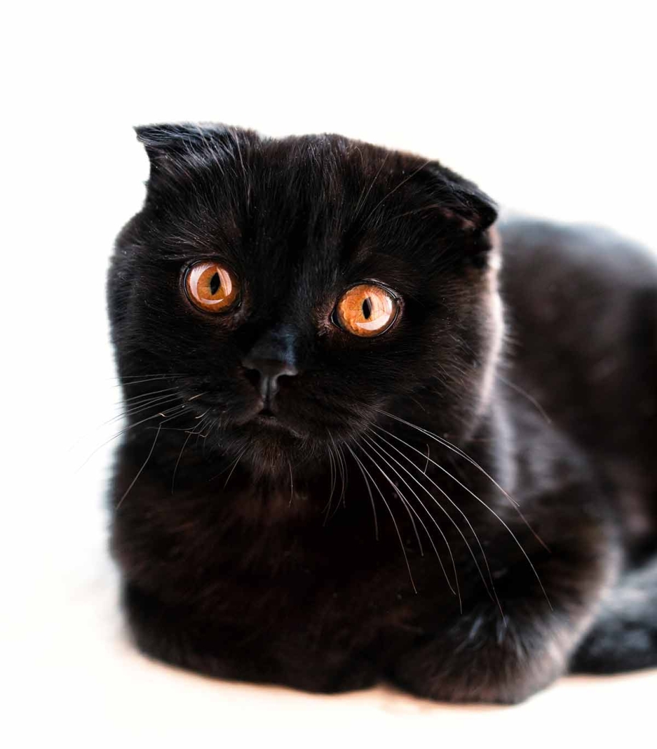 Шотландская вислоухая кошка