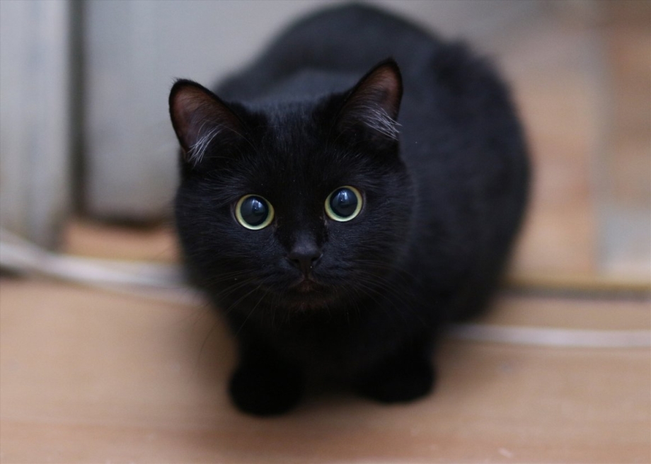 Черные короткошерстные коты