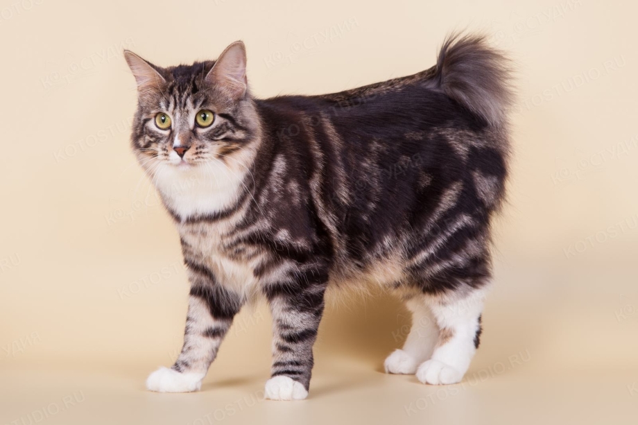 Кимрик Уэльская кошка