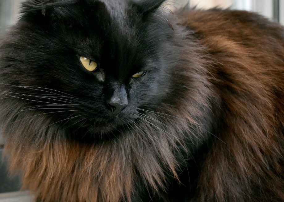Норвежская Лесная кошка черная