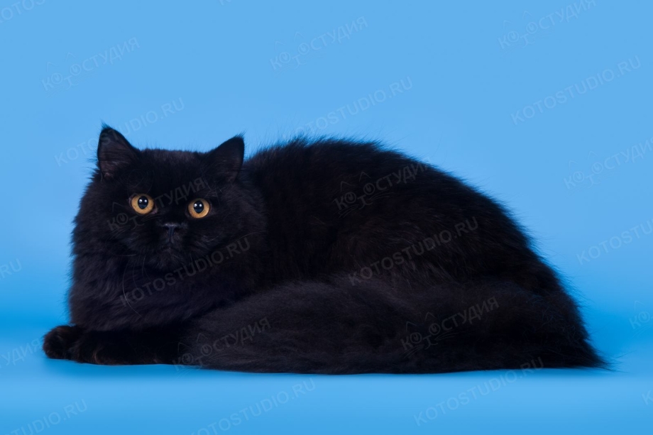 Кот британец черный длинношерстный