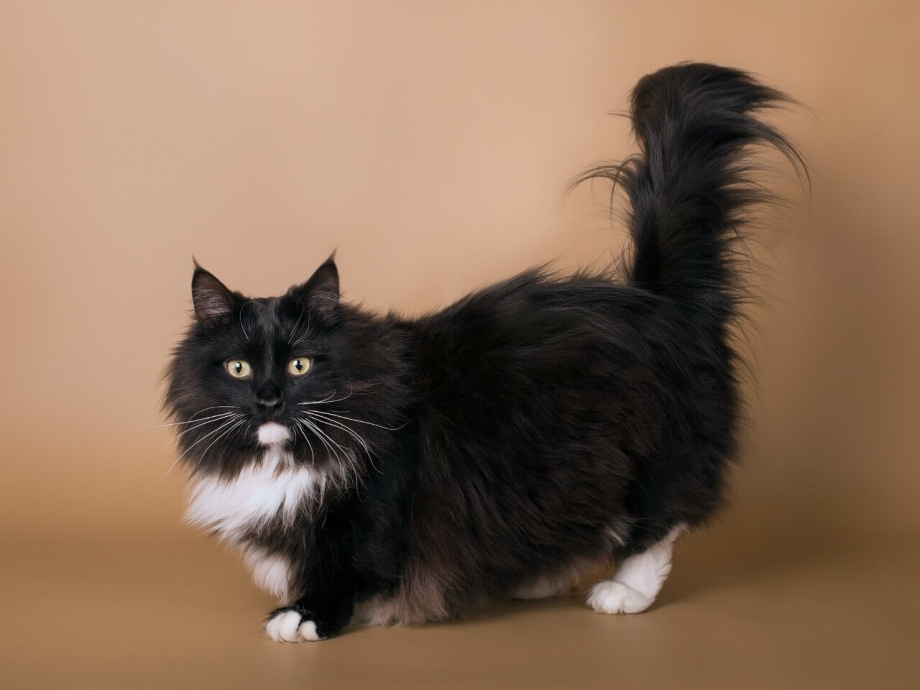 Манчкин длинношёрстный кошка